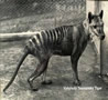 Vyhynutý Tasmanský tiger